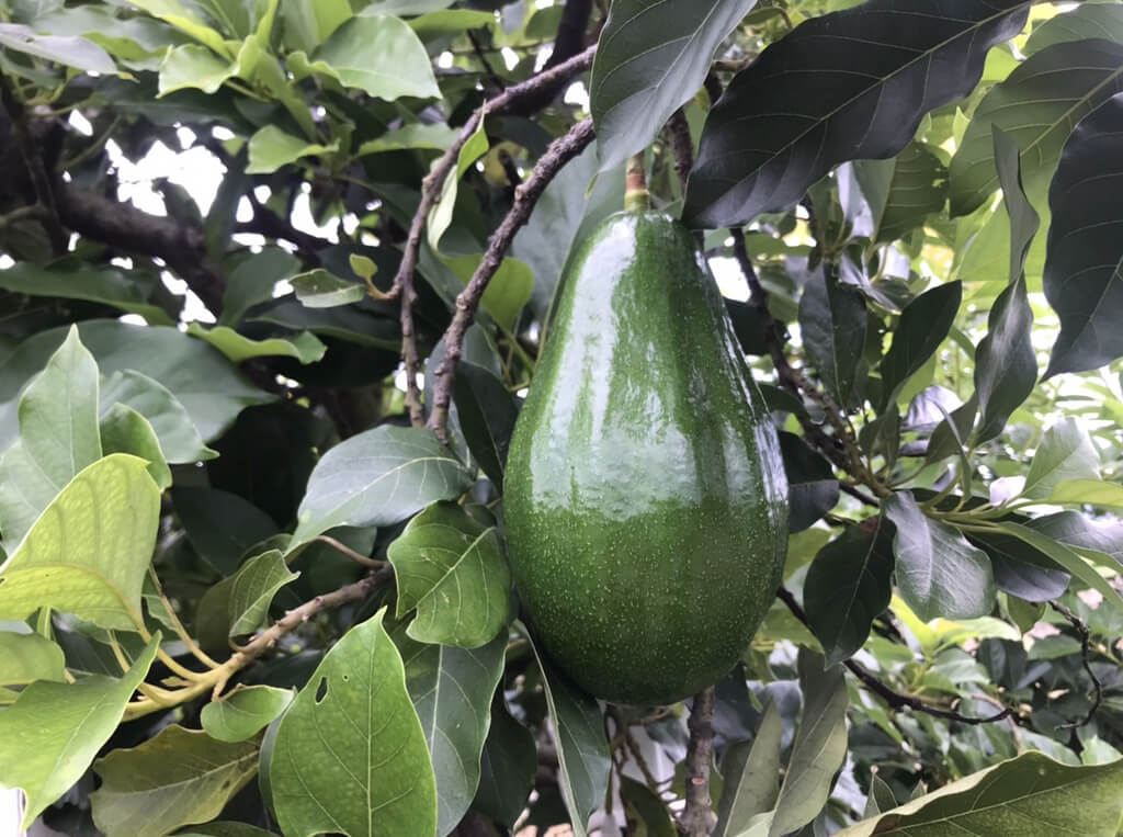 https://daftpage.s3.amazonaws.com/projects/cl4v7rn34004n09mm924i7h8l/assets/avocado-tree-0r9orb.jpg