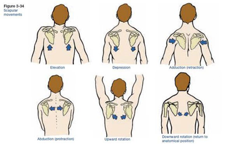 https://daftpage.s3.amazonaws.com/projects/cl6cccpxb004m09l717is1vk3/assets/2017-05-02-exam-prep-blog-muscles-that-move-scapulae-scapular-movements-qnsrhr.png